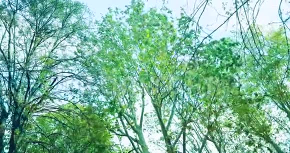 森林树木绿绿的春天夏叶日光视频的预览图