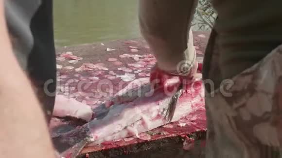 两个白人渔民的手在钓完鱼后在大桌子上雕刻野生鱼视频的预览图