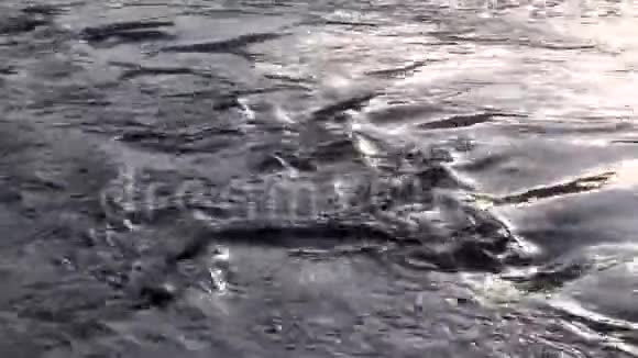 河流脏污染水体特写视频的预览图
