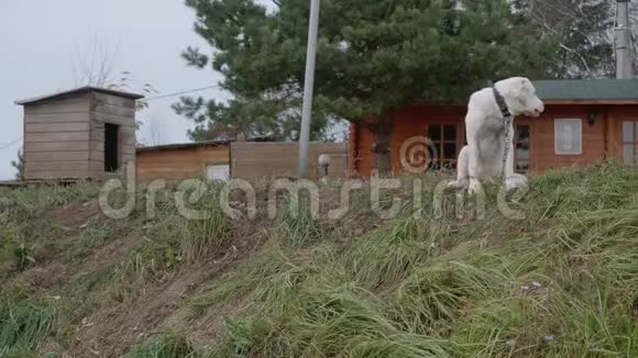 年轻的白狗坐在绿草上背景上有木屋守卫视频的预览图