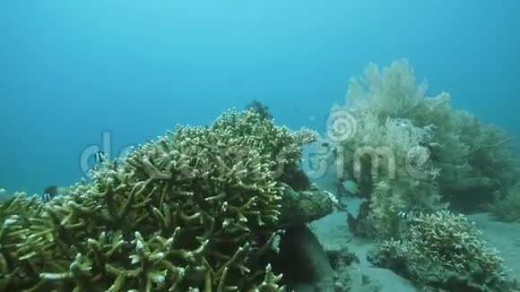 水下观看海底硬珊瑚和软珊瑚与游泳鱼类视频的预览图