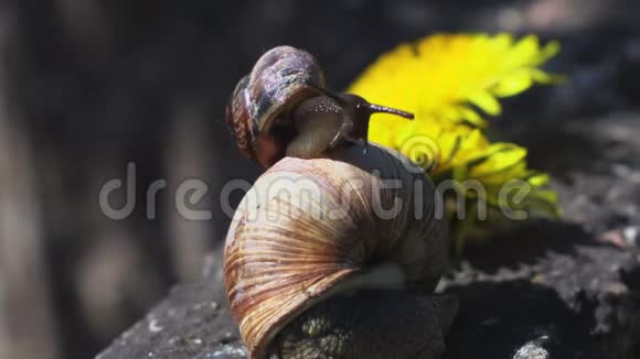 其他蜗牛上的蜗牛黏液视频的预览图