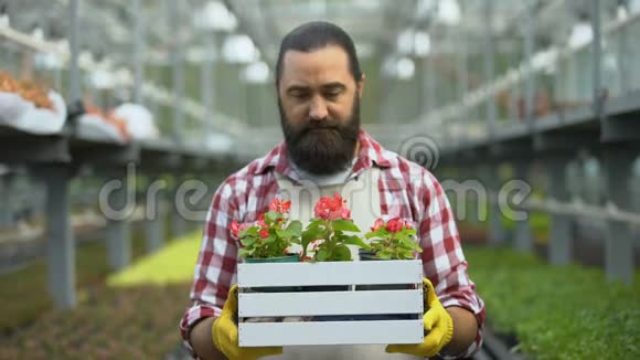 农民在温室里嗅嗅漂亮的花苗从事植物育种业务视频的预览图