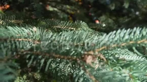 夏季天气好的松枝特写视频的预览图