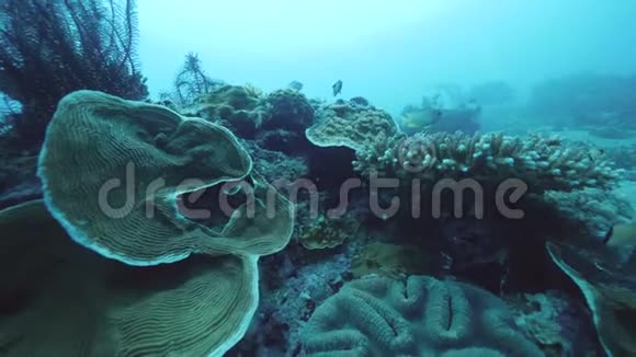 海洋中不同类型珊瑚的水下场景视频的预览图