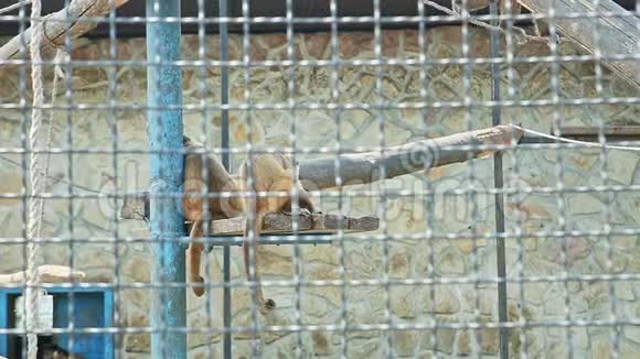 野生猴子在动物园的大笼子里玩耍视频的预览图