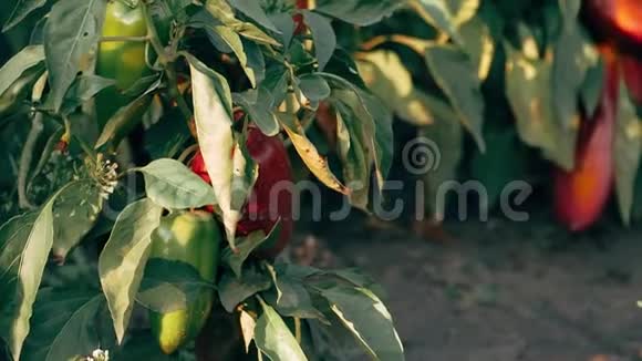 红椒在自然环境中生长视频的预览图