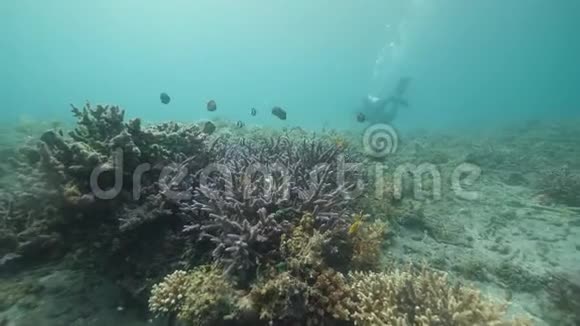 美丽而多彩的珊瑚小鱼游来游去热带海洋视频的预览图