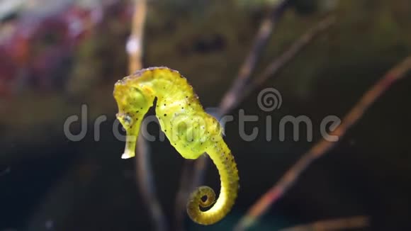 常见的黄色斑点河口海马在特写流行的外来物种从印度太平洋视频的预览图