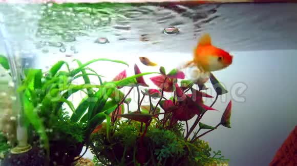 金色的鱼或金鱼漂浮在水下在新鲜的鱼缸里有绿色的植物海洋生物视频的预览图
