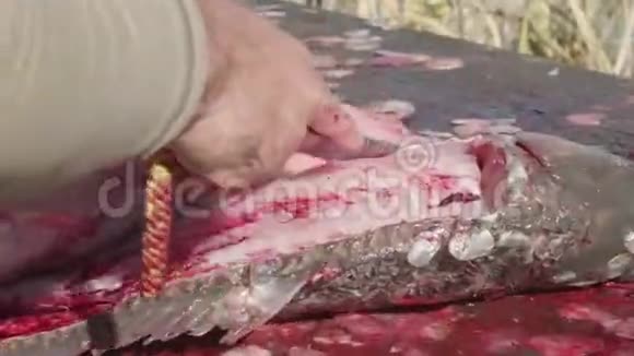 白种人他的手切出大野鲤鱼的鱼片关闭视野视频的预览图