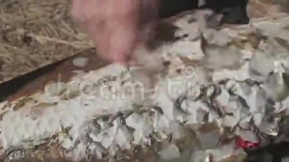 白种人他的手擦洗一条大野鲤鱼的鳞片切出鱼片关闭视野视频的预览图