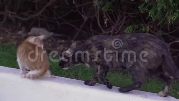 夏天街头流浪的黑猫和一只红猫视频的预览图