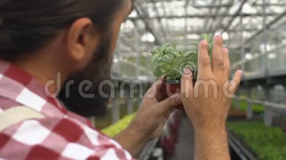 男园丁检查盆中绿色装饰植物花芽品质视频的预览图
