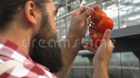 熟练的农民在温室的树枝上检查新鲜西红柿产品质量视频的预览图