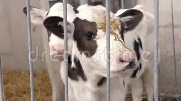 笼子里有两只斑点的小牛视频的预览图