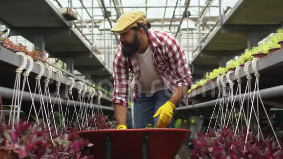 园丁从手推车里拿植物把它们放在温室里的架子上视频的预览图