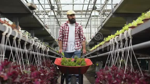 农民带着手推车穿过温室的植物行检查植物视频的预览图
