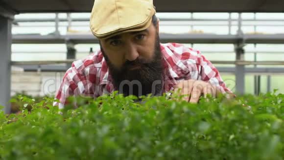 英俊的长胡子农民在温室里检查绿芽家族企业视频的预览图