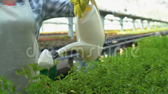 女围裙为在温室工作的生长植物浇水园艺爱好视频的预览图
