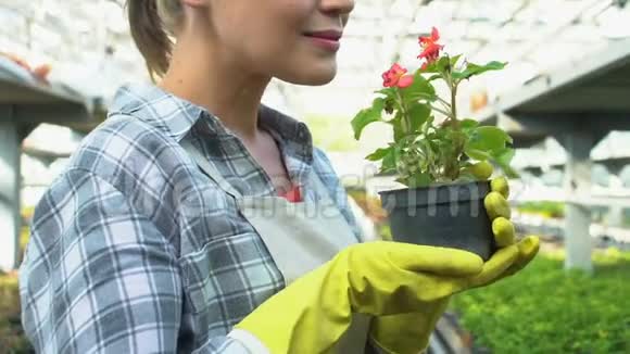 女温室工人在盆栽植物育种花卉栽培中嗅花视频的预览图