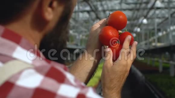 农民检查温室番茄质量非转基因蔬菜商业视频的预览图