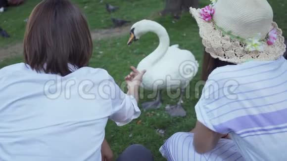 后景青年男女喂白美天鹅与自然的联系农村生活方式乡村生活视频的预览图