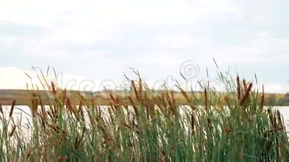 在蓝天的映衬下池塘上长满绿叶的芦苇视频的预览图
