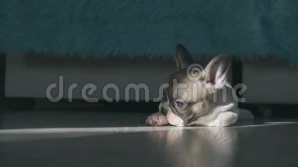 法国斗牛犬小狗躺在地板上房间里被窗外的阳光照亮视频的预览图