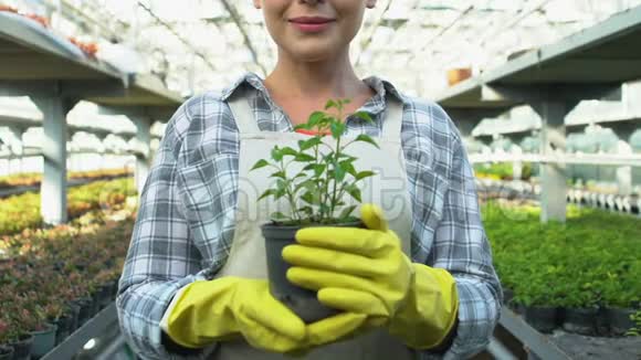 戴手套的微笑女人展示绿色植物盆栽农业商业生态视频的预览图
