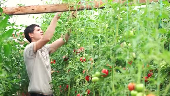 年轻的农民把番茄植物绑起来视频的预览图