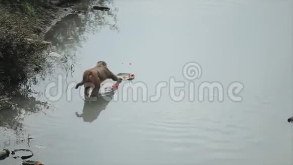 尼泊尔一只野猴子偷东西从印度教里利吉翁教里挑剩的食物在平安祭中漂浮视频的预览图