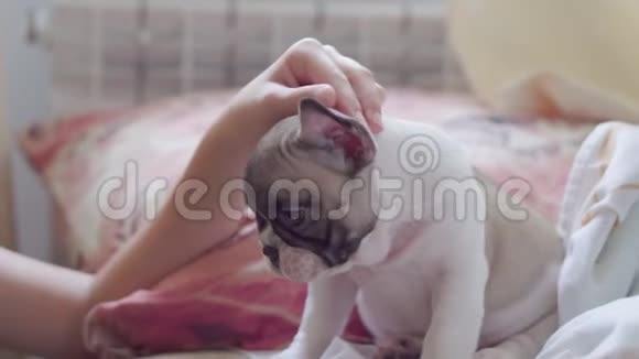 少女抚摸一只躺在卧室毯子上的法国牛头犬小狗视频的预览图
