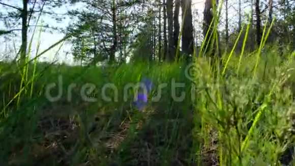 松林中绿草如茵阳光照耀下美丽的自然景色视频的预览图