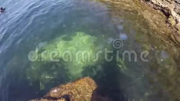 很多果冻鱼在水下游泳克里米亚海岸俯视水面视频的预览图