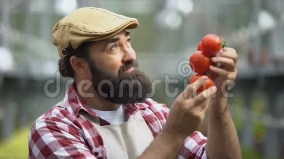 快乐的人在温室里闻着新鲜的西红柿农夫为丰收而自豪视频的预览图