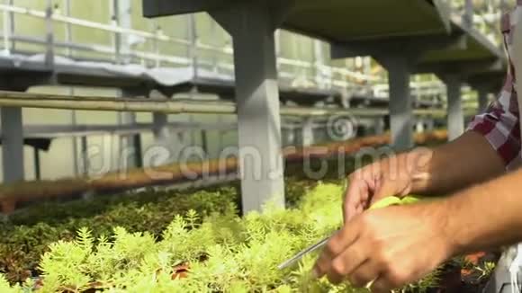 长着大胡子的人用花盆切割装饰植物形成形状花园视频的预览图