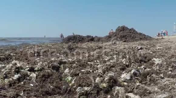 海滩上的老海藻海岸周围视频的预览图