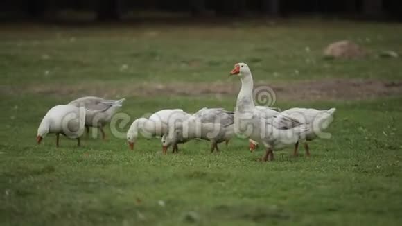 家鹅在一个传统的村庄养鹅场上放牧自由活动吃草特写视频的预览图