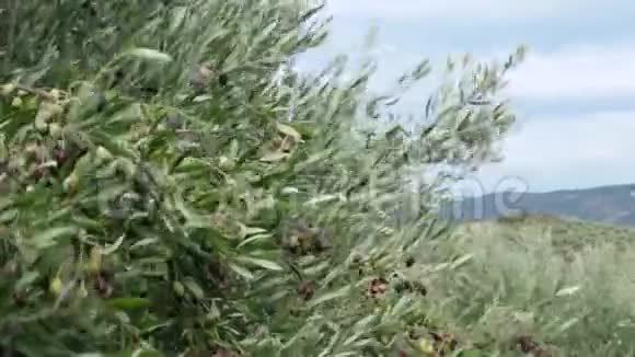 充满橄榄的橄榄树橄榄枝上有水果奥视频的预览图