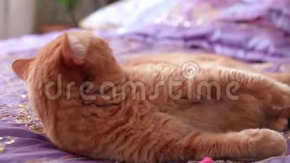 红色英国猫洗自己躺在床上覆盖着紫色的盖子关闭视野视频的预览图
