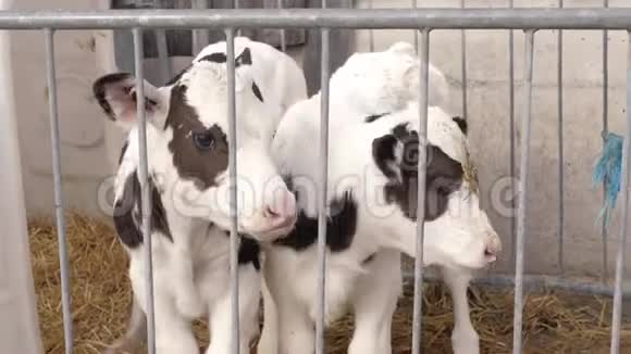 笼子里有两只斑点的小牛视频的预览图