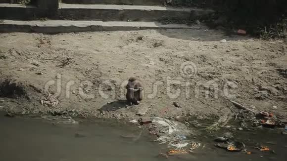 一只孤独的野猴子坐在河岸边尼泊尔加德满都帕斯帕提纳寺视频的预览图