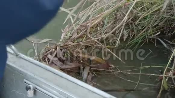 渔夫的手从干燥的芦苇中松开了他的船视频的预览图