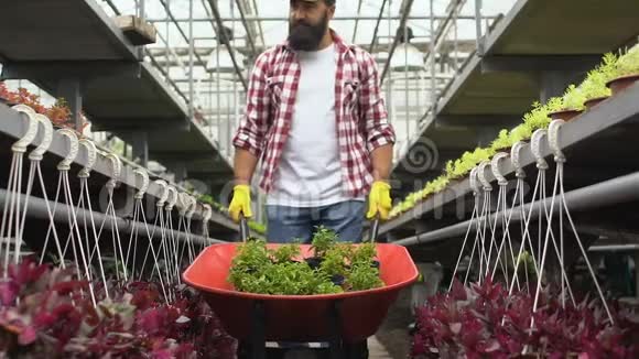 工作的人穿着衣服把手推车放在温室里把植物放进罐子里视频的预览图