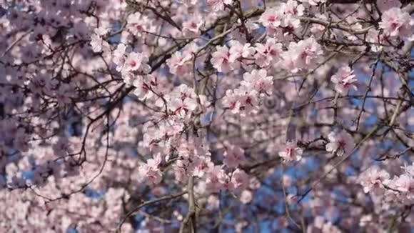 鲜艳的粉色和白色的花在树上盛开春天的风景美丽的背景视频的预览图
