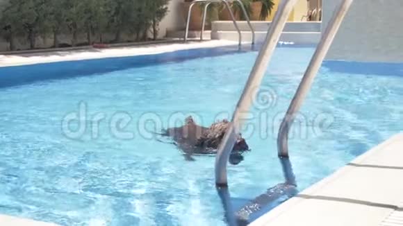 拉戈托罗马格诺罗从泳池里出来视频的预览图