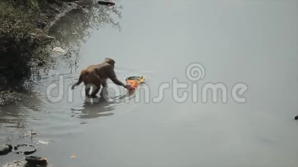 一只野生尼泊尔猴子在河中偷吃漂浮的和平祭品中剩下的食物印度教与佛教视频的预览图