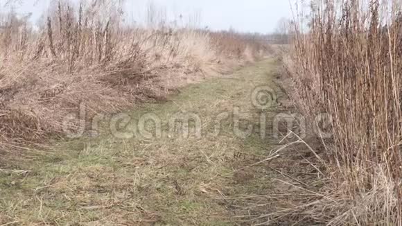 奇妙的棕色地面道路之间的绿色树木和草在国家公园慢动作概念自然保育视频的预览图