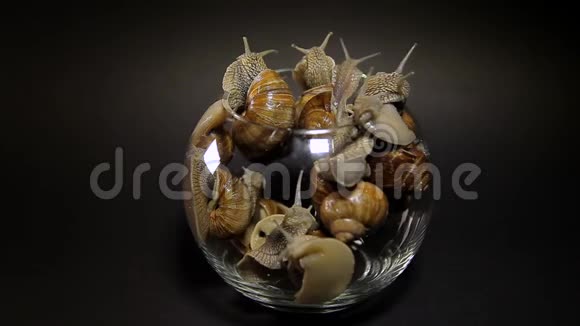 许多蜗牛从玻璃花瓶里爬出来视频的预览图